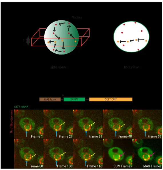 Figure 8: Imaging of nuclear 24PP7-GLT1 mRNAs. (A) Figure showing how we image and look for single 