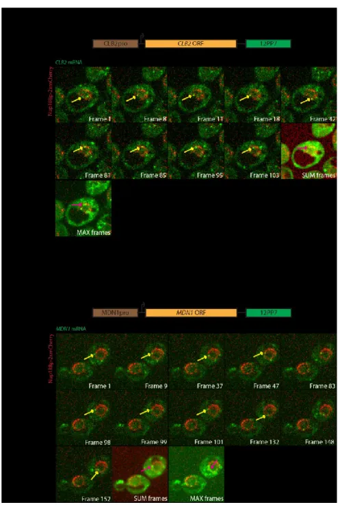 Figure  9:  CLB2-12PP7  and  MDN1-12PP7  mRNAs  also  scan  the  nuclear  periphery.  Series  of  images 