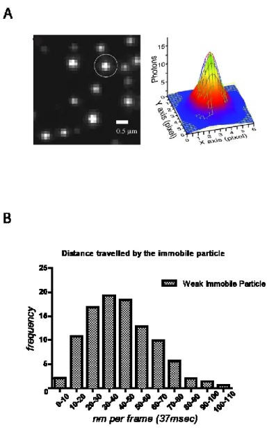 Figure  10: Localization precision of our  software that uses a 2D  Gaussian fitting to detect  mRNAs