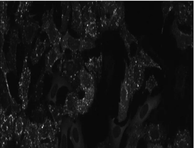 Figure 2.7: Example of an osteosarcoma well plate image with a dosage of category XII used for the high-throughput comparison between MinSeg and HD