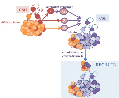 Figure 9. Modèle théorique du développement clonal d’une leucémie et notion de cellule  souche leucémique  