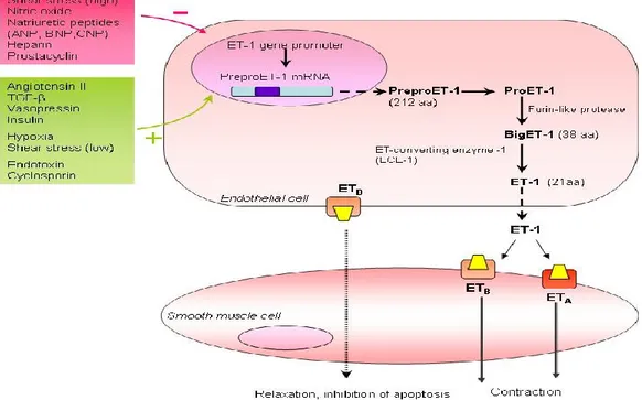 Figure  1.2  Régulation  de  la  synthèse  d’ET-1 :  les  voies  de  production,  les  récepteurs ainsi que l’effet sur les cellules des muscles