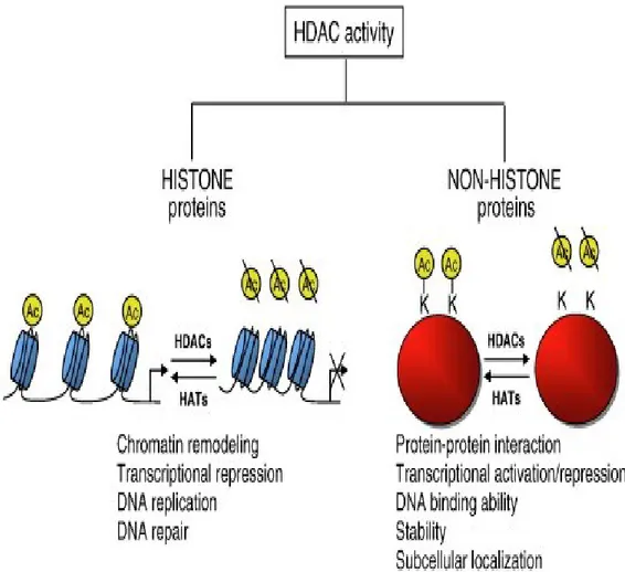 Figure 1.6 Rôle des histones déacétylases dans la répression de la transcription  et des histones acétyles transférases dans l’activation de la transcription