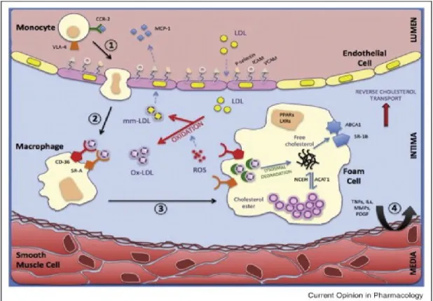 Figure 1.7 Inflammation et stress oxydatif lors d’une plaque d’athérome. 