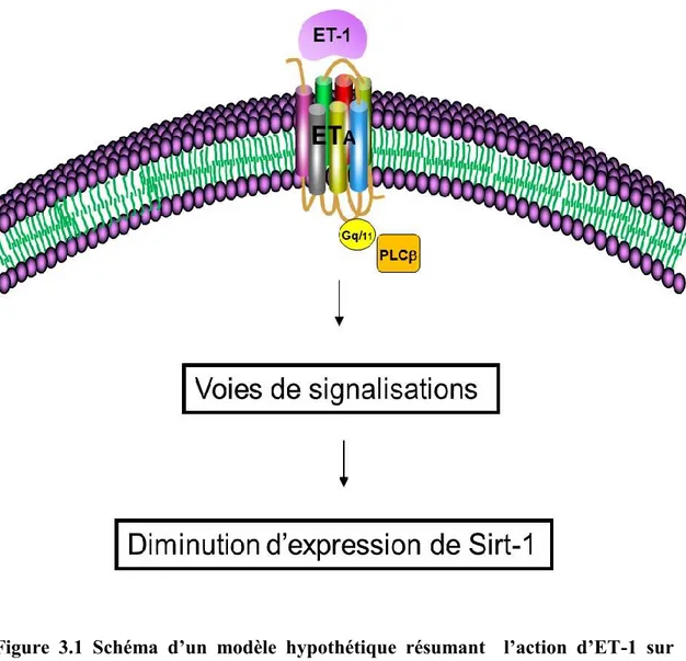 Figure  3.1  Schéma  d’un  modèle  hypothétique  résumant    l’action  d’ET-1  sur  Sirt-1  via  les  voies  de  signalisation  dans  les  cellules  musculaires  lisses  vasculaires