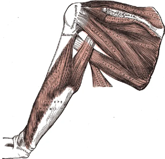 Figure 2.1 – Représentation de plusieurs muscles de la partie postérieure de l’épaule ; reproduit de Gray [122]