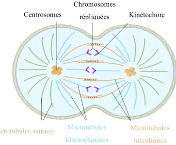 Figure  3:  Représentation  schématique  des  microtubules  formés  par  les  centrosomes