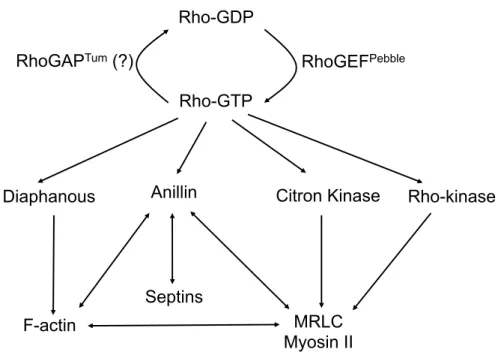 Figure  5:  Réseau  des  possibles  interactions  entre  les  protéines  dépendantes  de  Rho impliquées dans la formation de l'AC