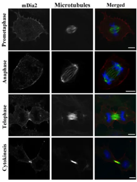 Figure  16:  Localisation  de  Dia  pendant  la  cytokinèse.  Dia  localise  dans  le 