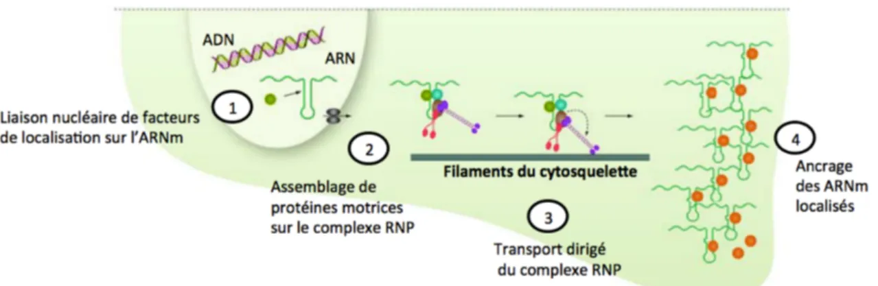 Figure  1.  Localisation  d’ARNm  par  transport  dirigé.    Les  ARNm  sont  reconnus  dans  le  noyau par des facteurs nécessaires à la localisation de l’ARNm (1)