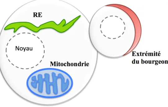 Figure 3.  La localisation de divers transcrits chez la levure S. cerevisiæ.  Chez la levure S
