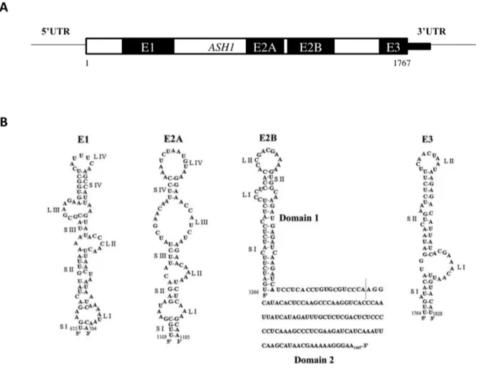 Figure 5.  Les éléments de localisations de l’ARNm ASH1.  (A)  Schéma du positionnement  des quatre éléments de localisation sur la séquence de l’ARNm ASH1