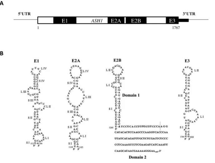 Figure 5.  Les éléments de localisations de l’ARNm ASH1.  (A)  Schéma du positionnement  des quatre éléments de localisation sur la séquence de l’ARNm ASH1