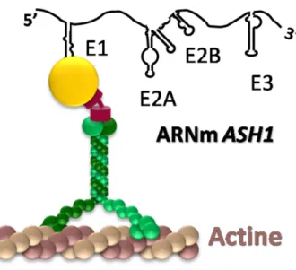 Figure 6.  Les protéines She1/Myo4, She2 et She3 forment le locasome.  La protéine She2,  en jaune, se lie à tous les éléments de localisation de l’ARNm ASH1, tandis que la protéine  motrice  She1/Myo4,  en  vert,  permet  le  déplacement  du  complexe  RN