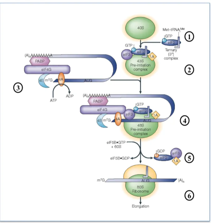 Figure 8.  L’initiation de la traduction chez les eucaryotes.  Le complexe ternaire est formé  d’une molécule de GTP associé au facteur d’initiation de la traduction 2 (eIF2) et à l’ARN de  transfert (ARNt) de la méthionine (1)