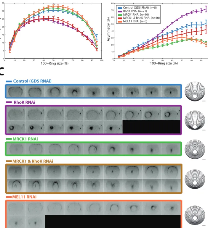 Figure 1: Contractile ring speed and duration of closure are regulated by LET-502 (Rho-Kinase) and  MEL-11(  MYPT),  but  not  MRCK-1(MRCK/Citron-kinase)
