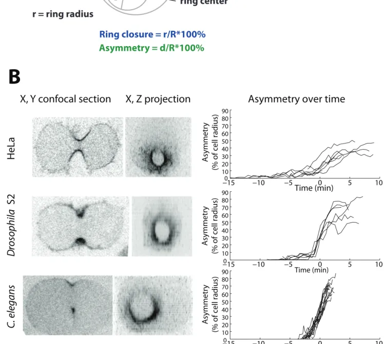 Figure 3: Asymmetric ring closure in cytokinesis is universal throughout all Metazoans