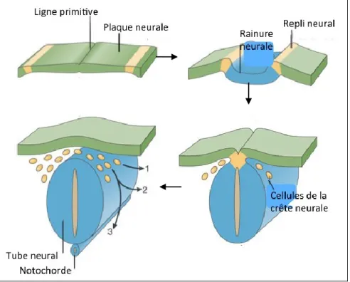 Figure 1 : Le développement de la crête neurale.  