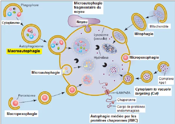 Figure 5 : Autophagie sélective et non sélective.  