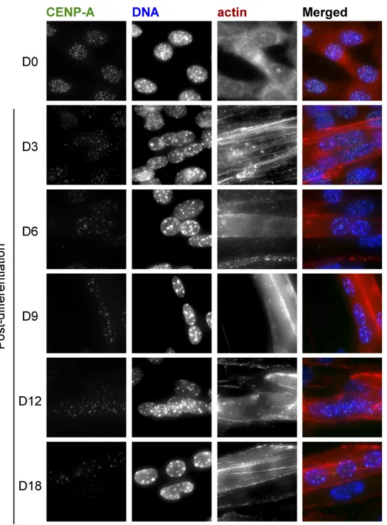 Figure 2 : C2C12 myogenic system as a powerful stem cell model. 