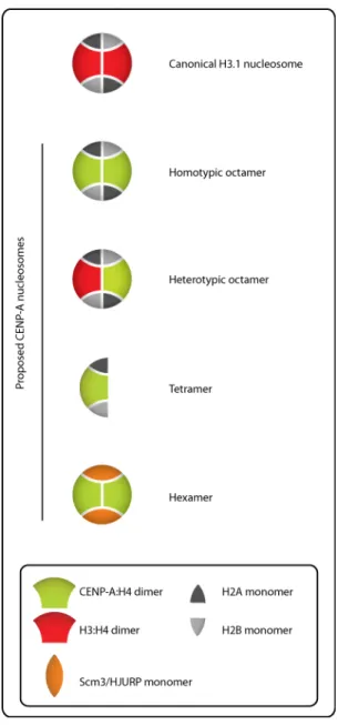 Figure 4: Different models for the composition of CENP-A nucleosomes. 