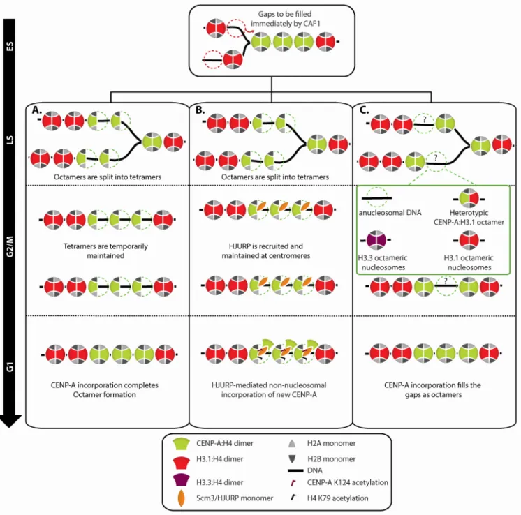 Figure 5: Proposed structural dynamics of centromeric nucleosomes throughout the cell  cycle