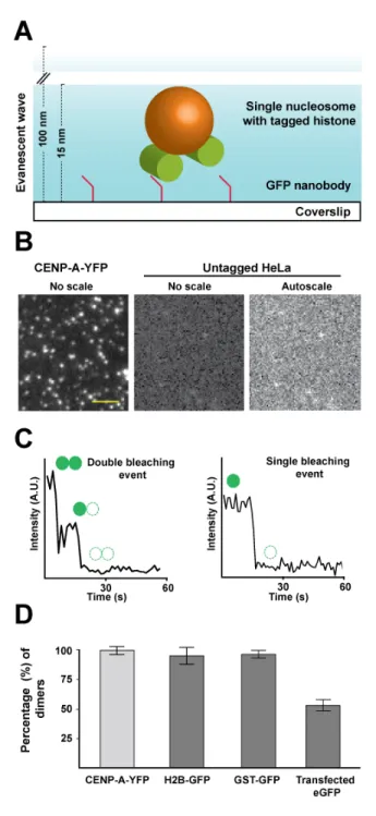 Figure 1: Asynchronous CENP-A-YFP expressing cells contain dimers of CENP-A at  centromeric nucleosomes