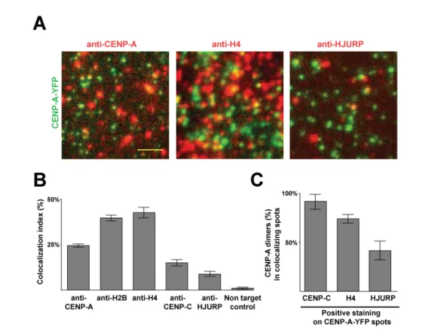 Figure 3 : Core histone H4 and chaperone HJURP colocalize with CENP-A at  centromeric nucleosomes and pre-nucleosomal complexes respectively