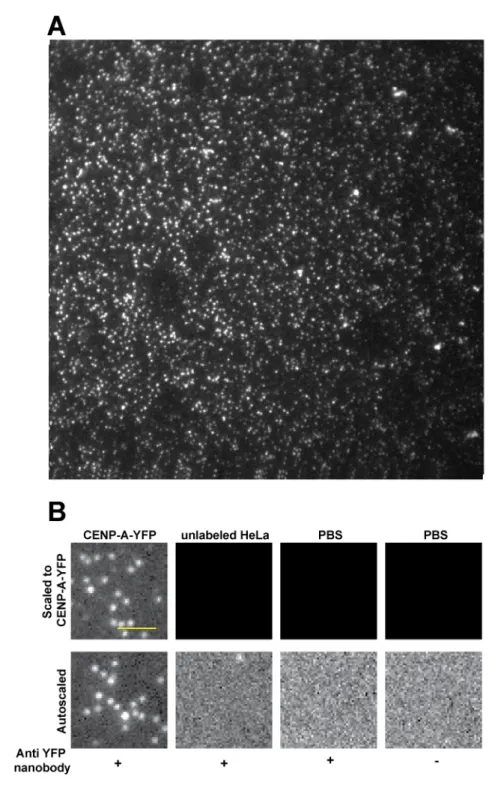 Figure 4 : Supplement I 