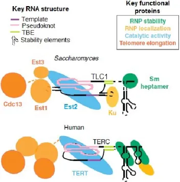 Figure 1.4 Telomerase  RNA  structure and  major protein  components  in  yeast  and  humans