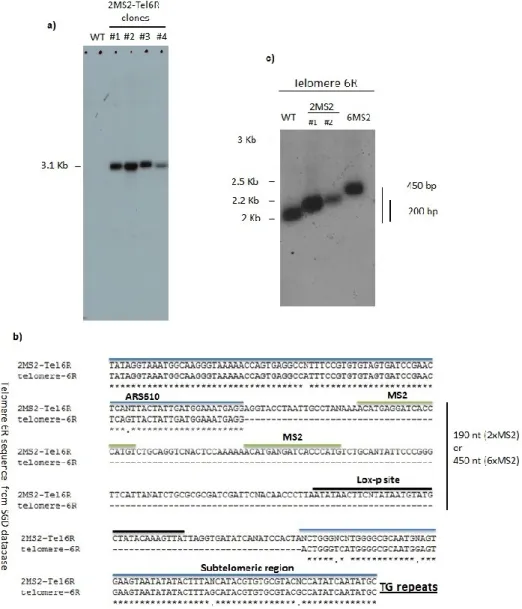 Figure  3.1  Creation  and  validation  of  the  Tel6R-MS2  yeast  clone.  a)  Southern  blot 
