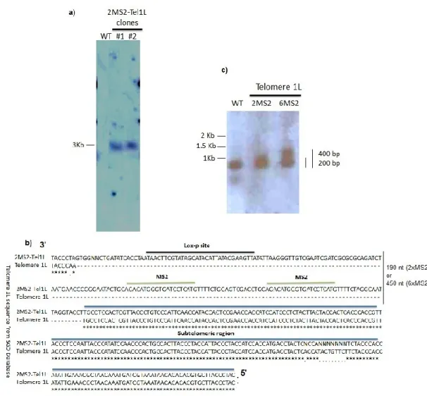 Figure 3.2  Creation and validation of the  Tel1L-MS2 yeast clones. a) Southern blot analysis with 