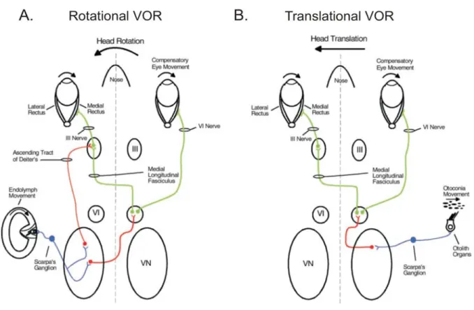 Figure 1.2. Tri-synaptic pathways in the vestibulo-ocular reflex. A) Schematic of the “three-neuron  arc” mediating the horizontal rotational VOR