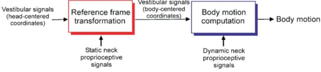 Figure 1.4. Estimating body motion. There are two computational steps required. First, head-centered  vestibular signals need to undergo a reference-frame transformation to a body-centered reference frame  through the use of static neck proprioceptive sign