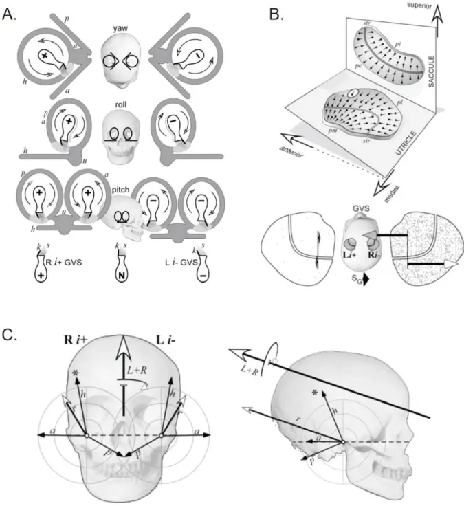 Figure 1.8.  Predictions of the Fitzpatrick and Day (2004) summation model. A) Predictions of the  model for the net effect of semicircular canal afferent stimulation