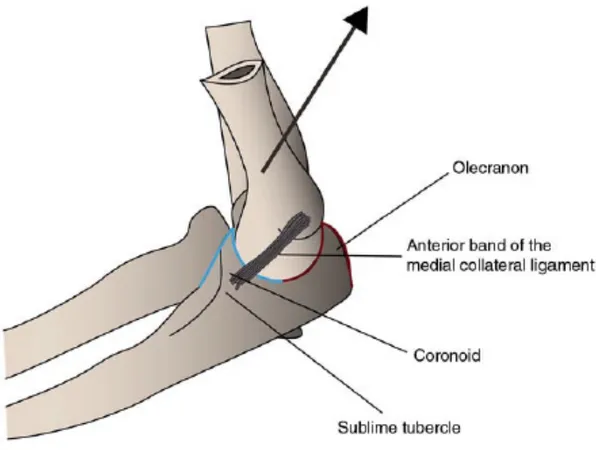 Figure 1- L’anatomie du coude.  Illustration démontrant le vecteur net dorsal des forces  musculaires au coude
