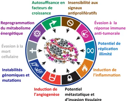 Figure 1 : Les 10 caractéristiques d’une cellule cancéreuse (adapté de [25]).  1.2  Rôle du système immunitaire dans l’évolution des tumeurs