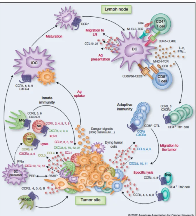 Figure  6 :  Cellules  et  chimiokines  qui  coordonnent  le  microenvironnement  tumoral (extrait de [178])