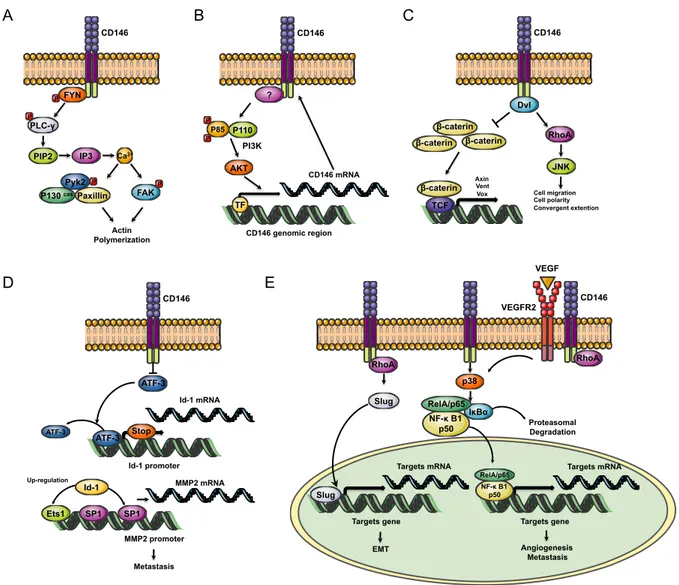 Figure 8 : Voies de signalisations induites par CD146 (adapté de [214]). 