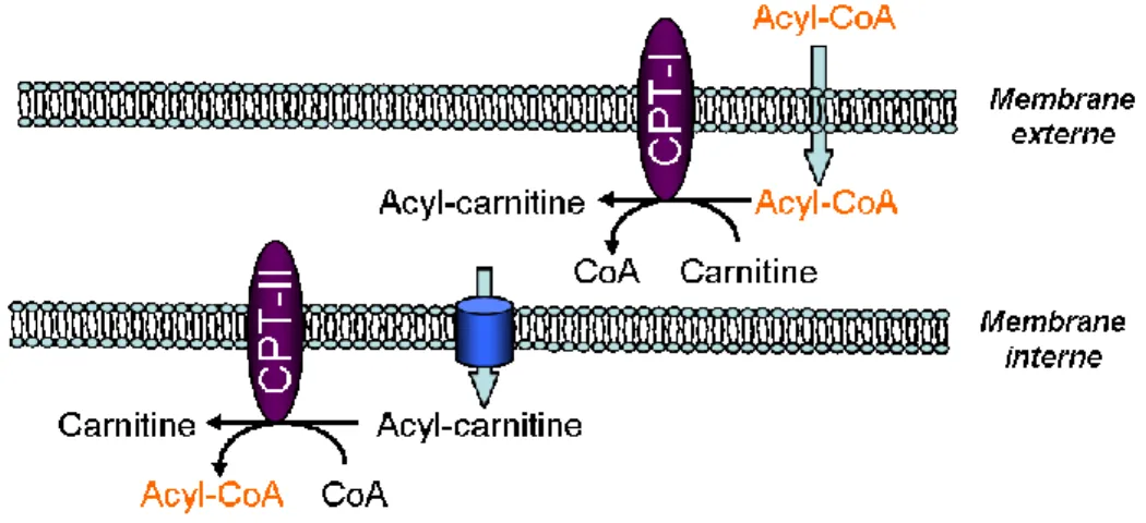Figure  2 :  Système  de  navette  de  la  carnitine  palmitoyltransférase.  Ce  processus  permet  le 