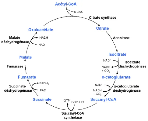 Figure  4 :  Cycle  de  l’acide  citrique.  Adaptée  de  [13].  CoA  :  coenzyme  A;  FAD  :  flavine  adénine 