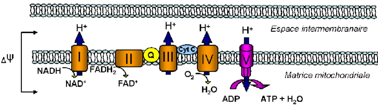 Figure  5 :  La  phosphorylation  oxydative.  Adaptée  de  [18].  Cyt  c  :  cytochrome  c;  FAD  :  flavine 