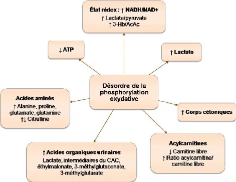 Figure  6 :  Conséquences  métaboliques  des  désordres  de  la  phosphorylation  oxydative