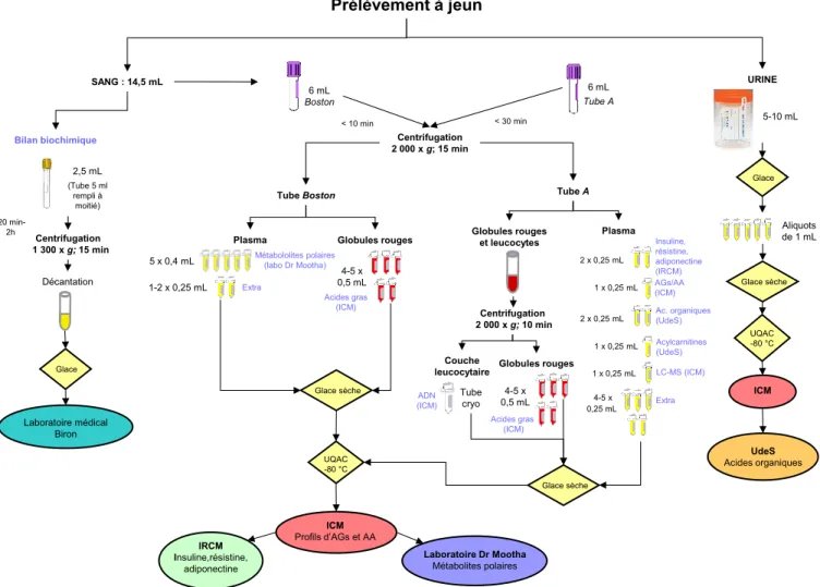 Figure 7 : Protocole de prélèvement à jeun schématisé. Le plasma destiné au laboratoire de Dr Mootha ainsi que le prélèvement des globules 