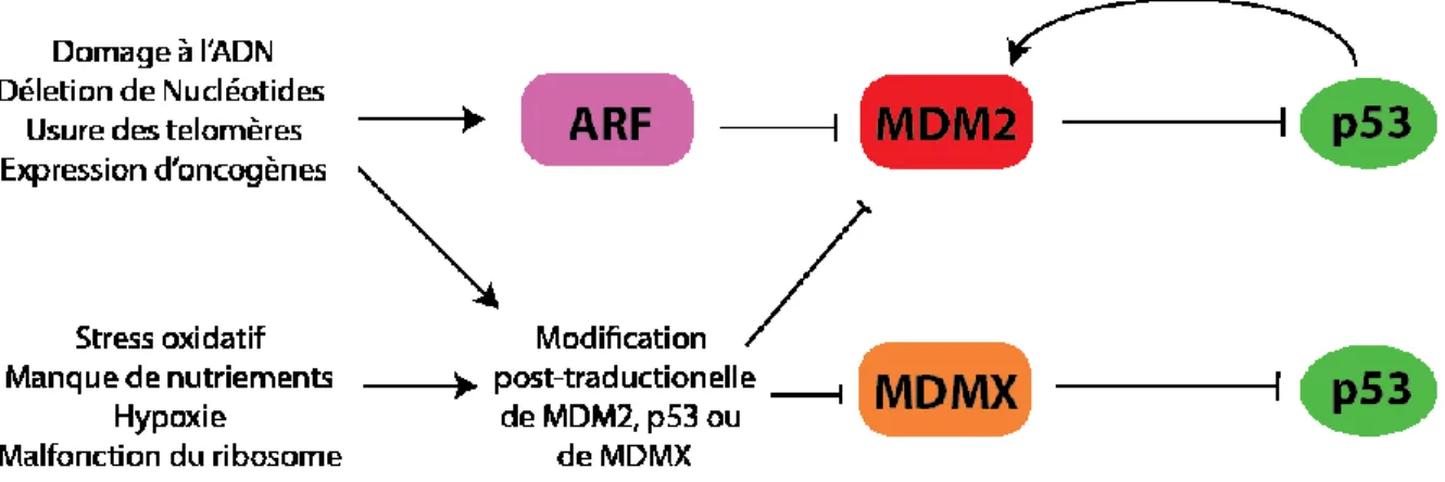 Figure 1.5. Régulation des niveaux et de l’activité de p53 par MDM2 et MDMX.  