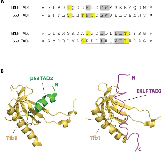 Figure 1.6. Comparaison entre les TAD de p53 et d’EKLF. 