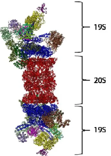 Figure 1.12. Le protéasome 26S. 