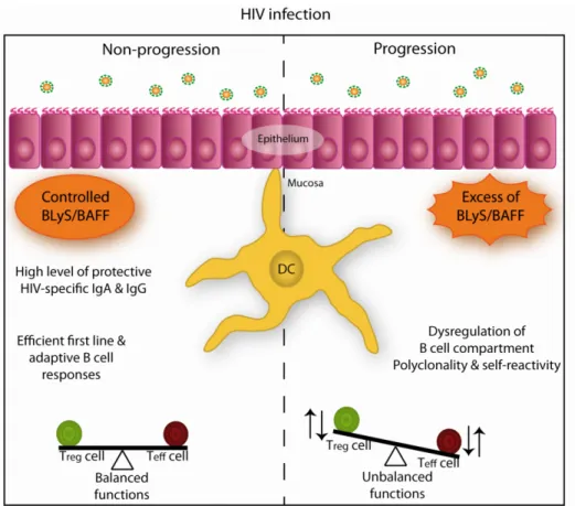 Figure  6.  L’implication  de  l’expression  de  BLyS/BAFF  dans  la  modulation  de  réponses  spécifiques  au  VIH-1