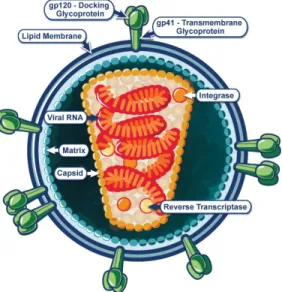 Figure  1.  Schéma  de  la  structure  du  VIH-1.  Tiré  du  NIH  (National  Institute  of  Health,  Bethesda, Maryland, États-Unis)