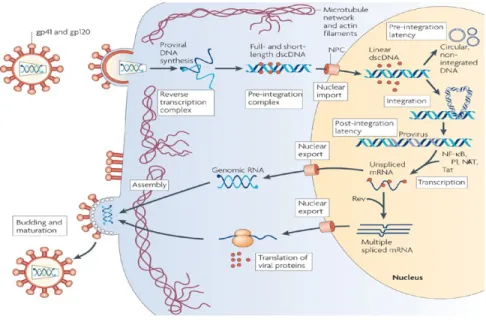 Figure  2. Schéma  du cycle  de  réplication du VIH-1. Tiré de  Coiras  et  al  64 ,  et  reproduit  avec l’autorisation de 